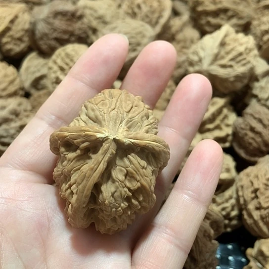 知**一天然白狮子三棱