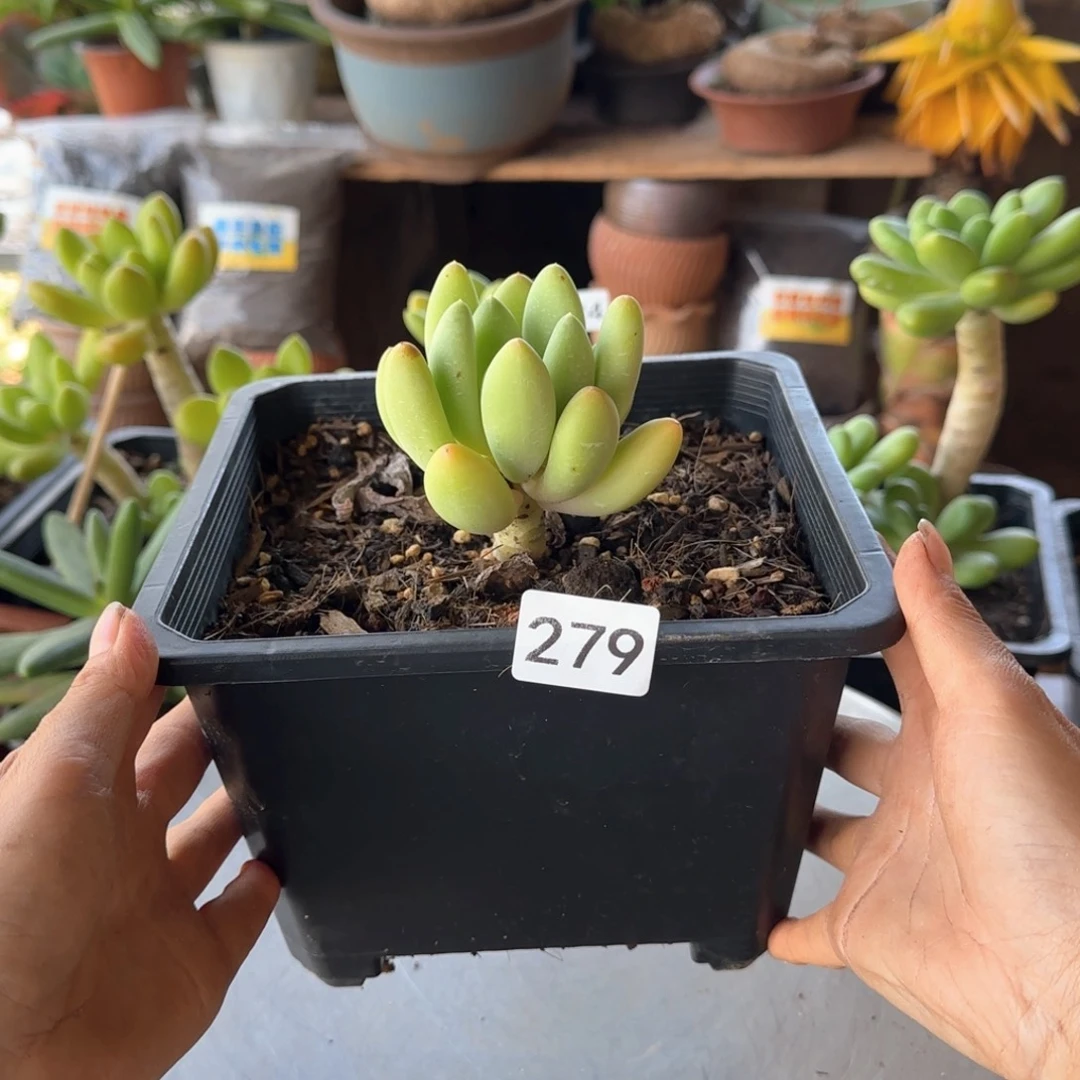 279号 一物一拍 一物一拍