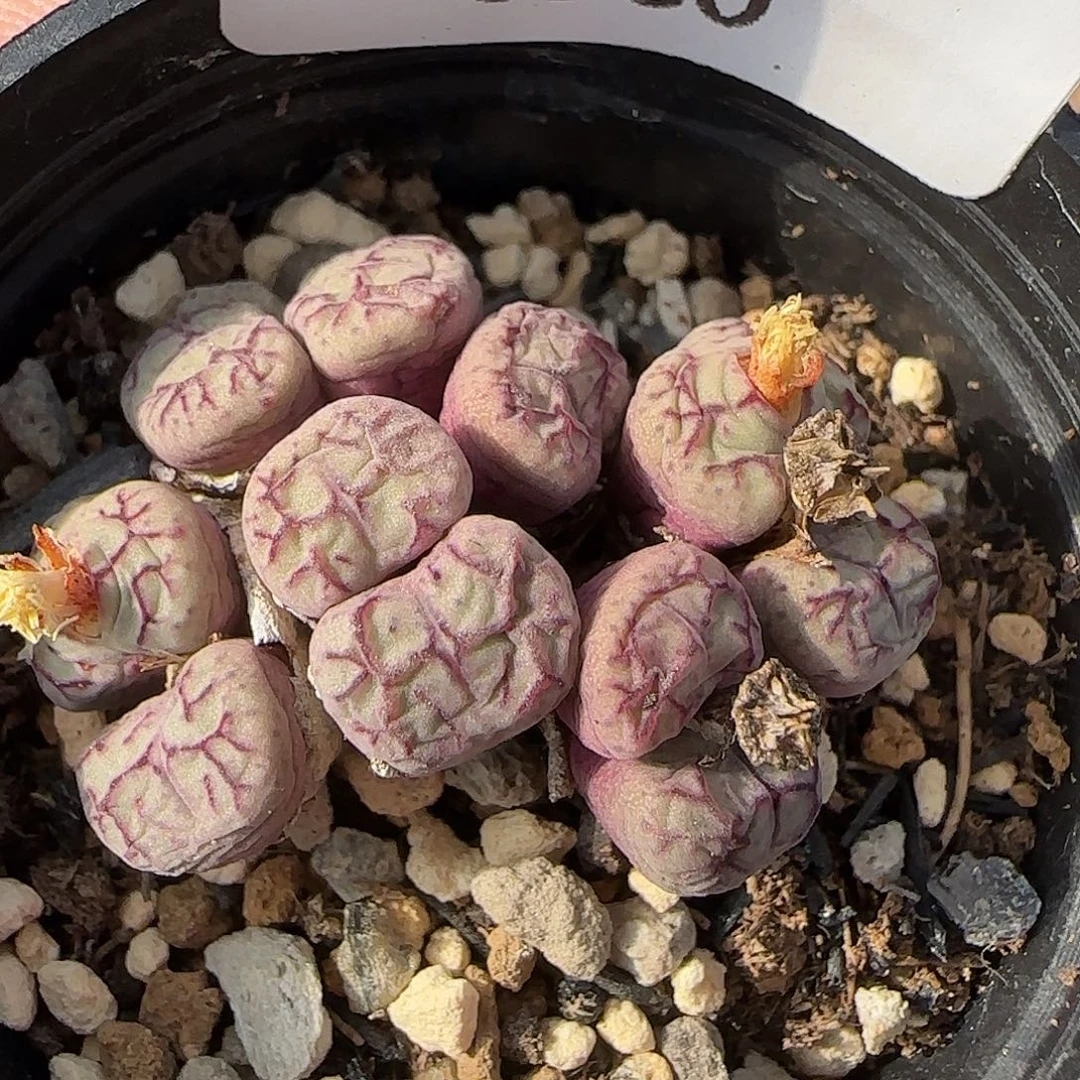 8980。默认脱土。18包邮。偏远88包邮