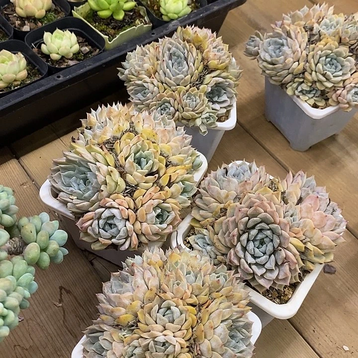 玛丽贝尔福利多多去拍