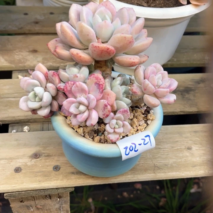 @*子多肉植物白露202-27