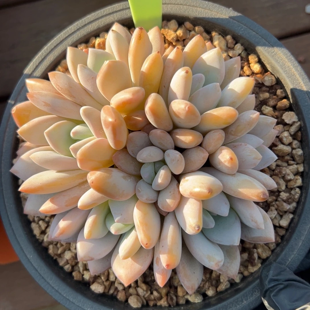 果糖111111111111111