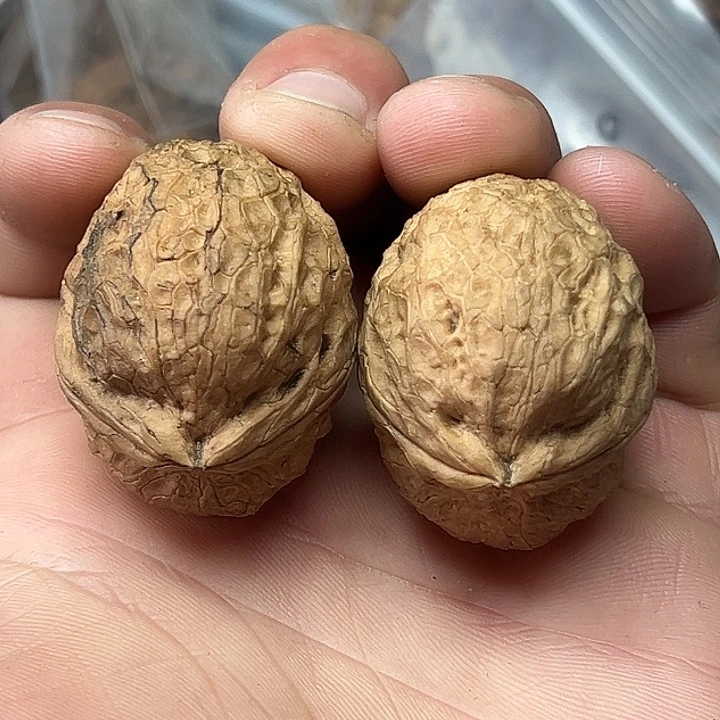 文玩核桃把件6号粗筋龟甲38尺
