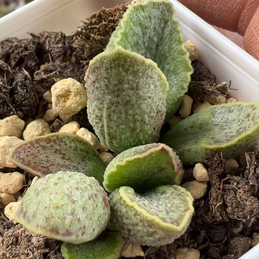 绿霜猪肝多肉植物