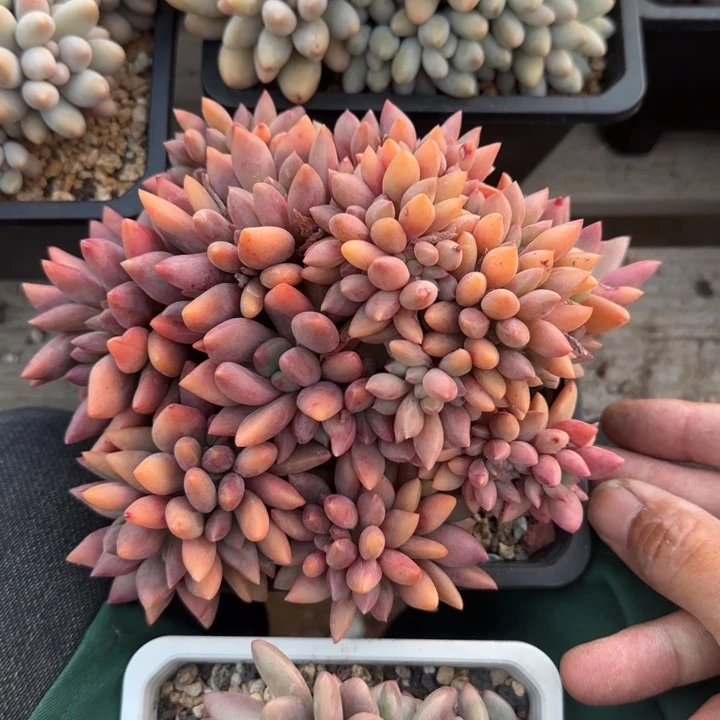 桃花源缀化五十包邮老桩