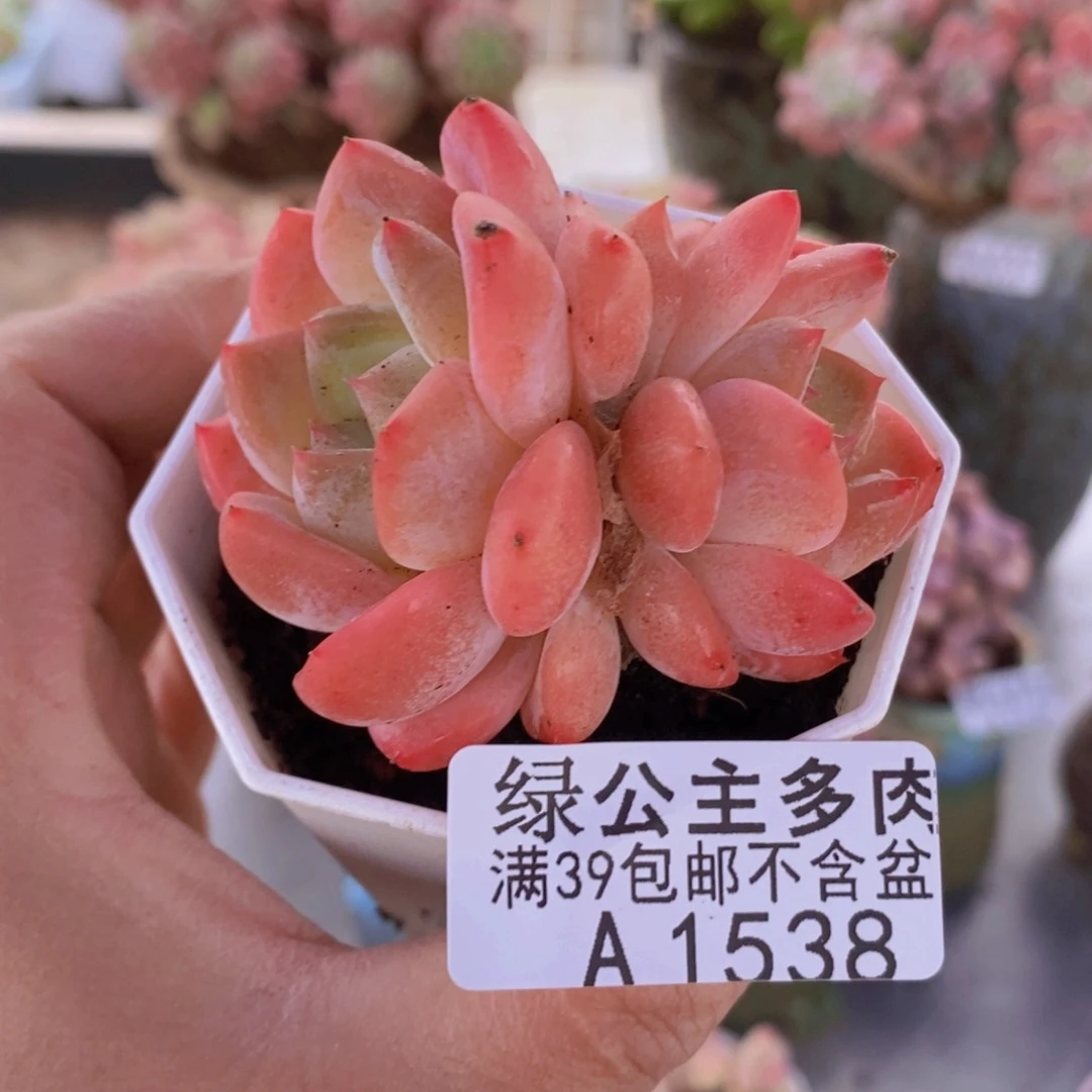 冰冰5cm1538多肉植物