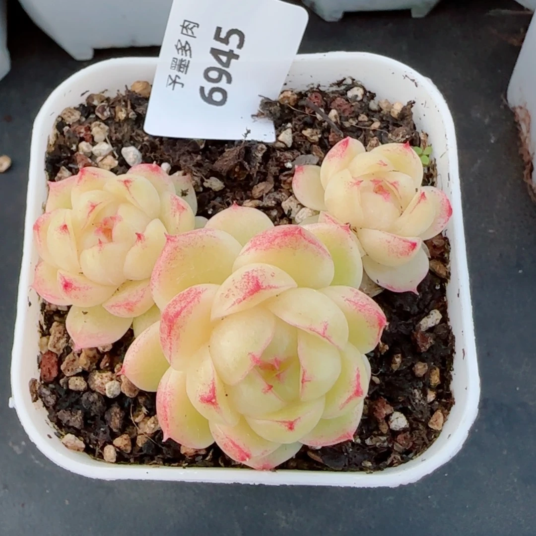 冰云群，6945多肉植物