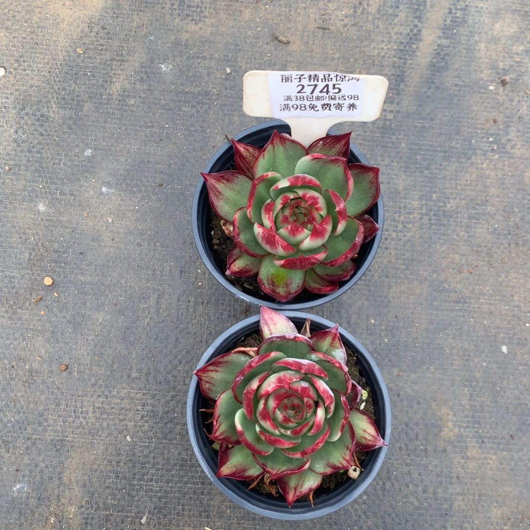 2745号多肉植物惊鸿2颗
