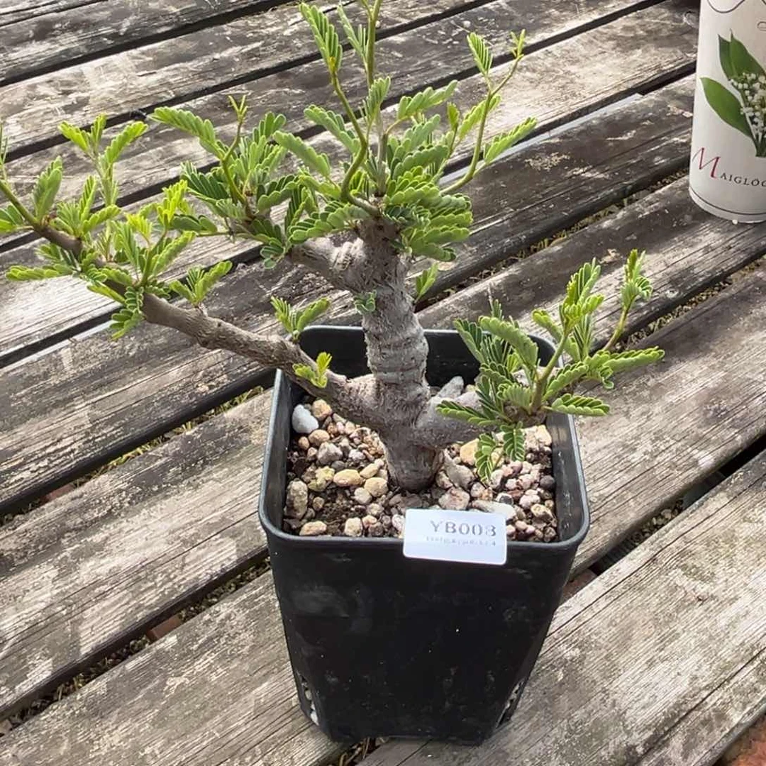 粗砂花盆曾****表YB008rourourou抵用抽奖券