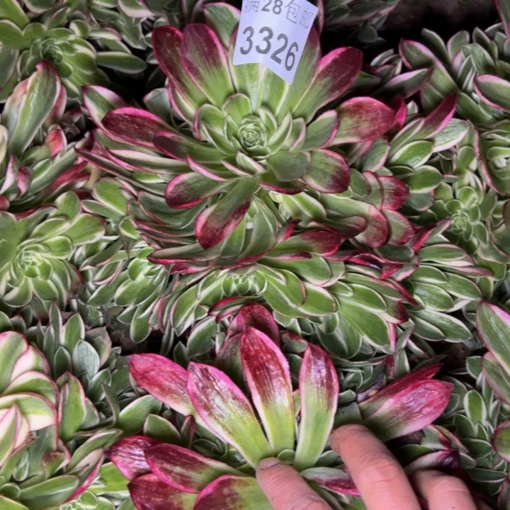 3326海王多肉植物