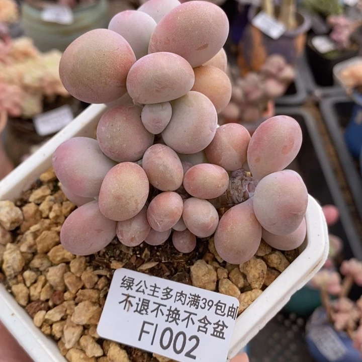 腰子桃蛋7cm1002多肉植物
