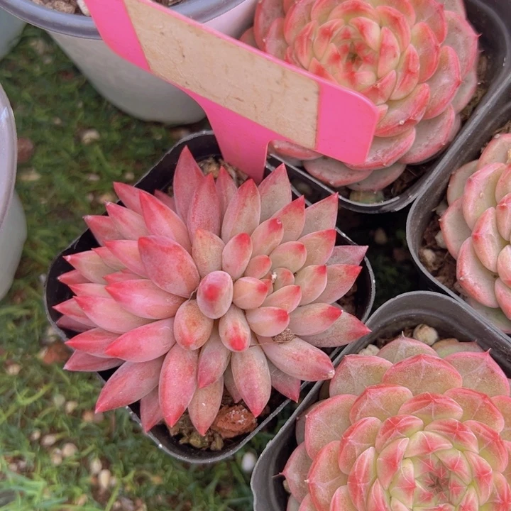 健健康康平平安安