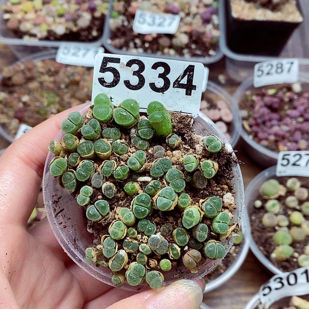5334啊啦啦啦啦啦好