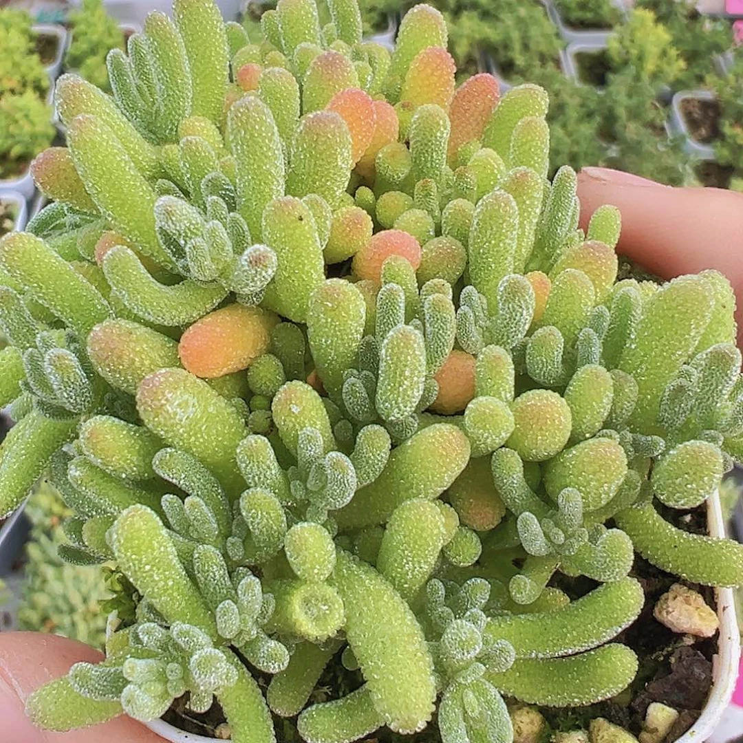 冰水晶枝干19包邮多肉