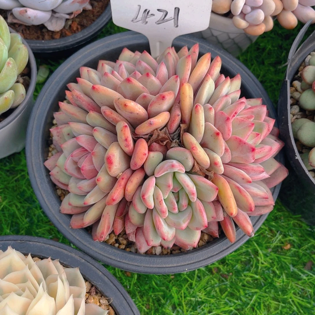 柠*?421dfghjjnjkkkkkk