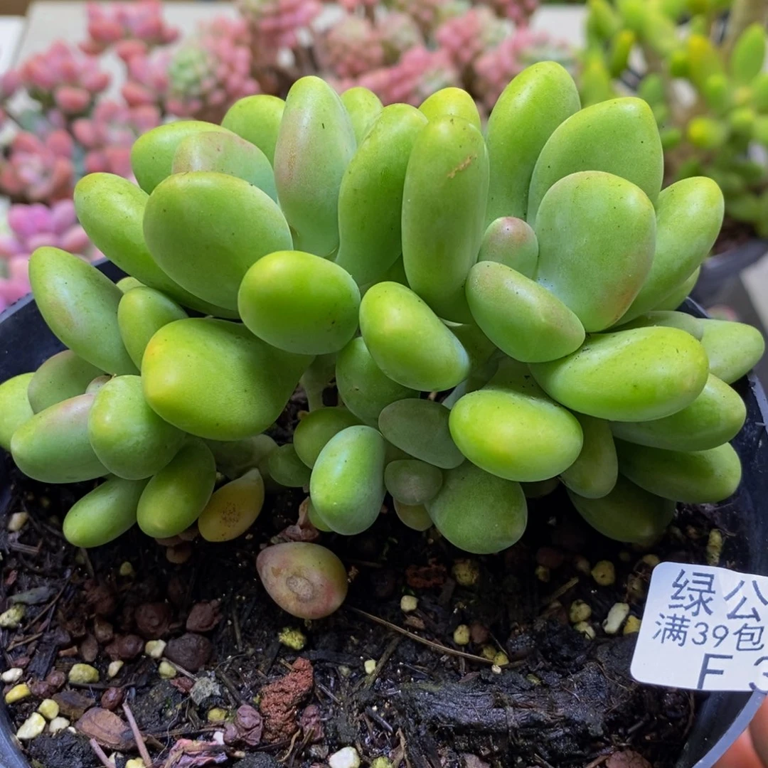 329芒果奶10cm多肉