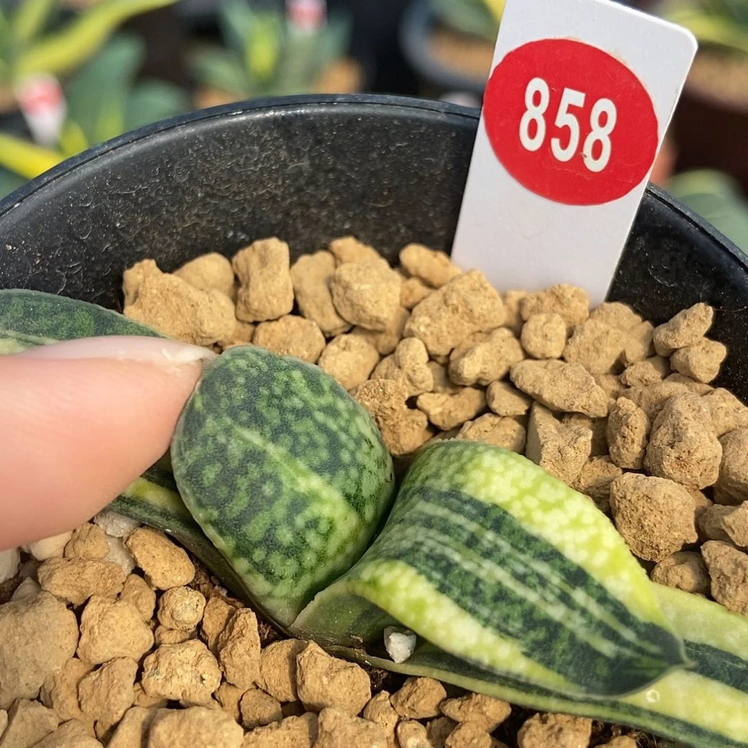 用***g858卧牛实生锦带盆发货