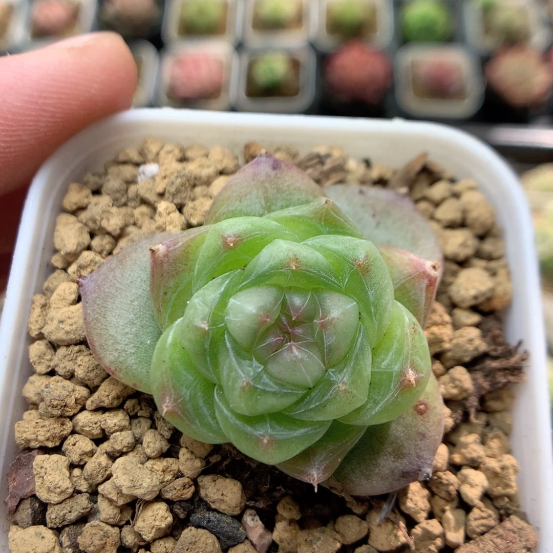 B86 ，柿子多肉20包邮两天凑单