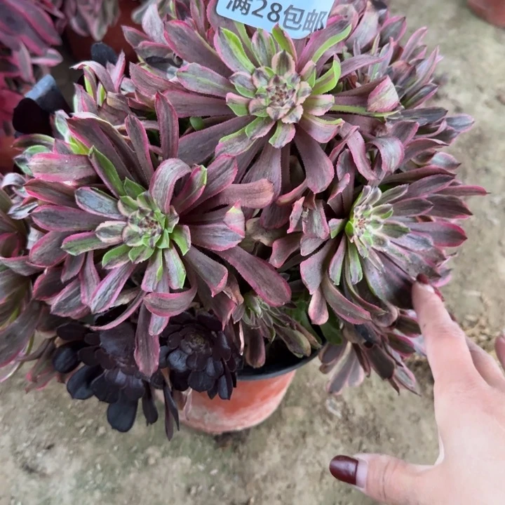 同**品5596一号棚粉黛多肉D