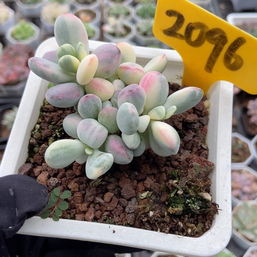2096福娘锦多肉植物保护