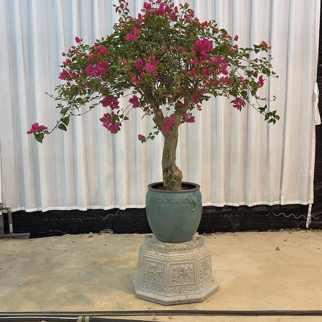 以实际为准三角梅阿达娜