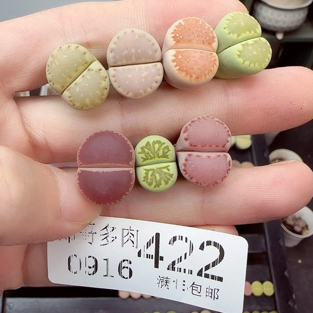 小***鱼满满18包邮0916-422