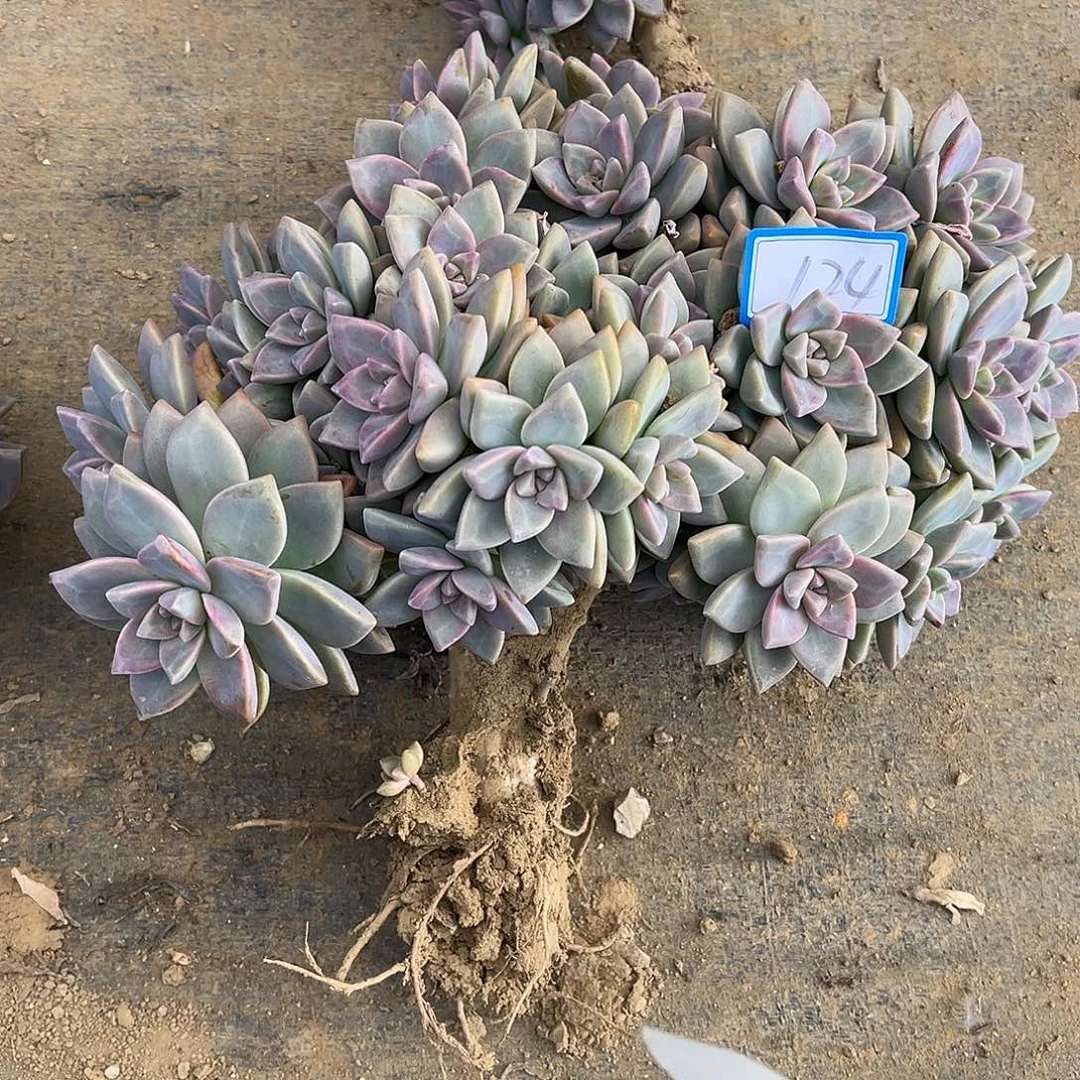 ****天124号淡雪缀化一物拍