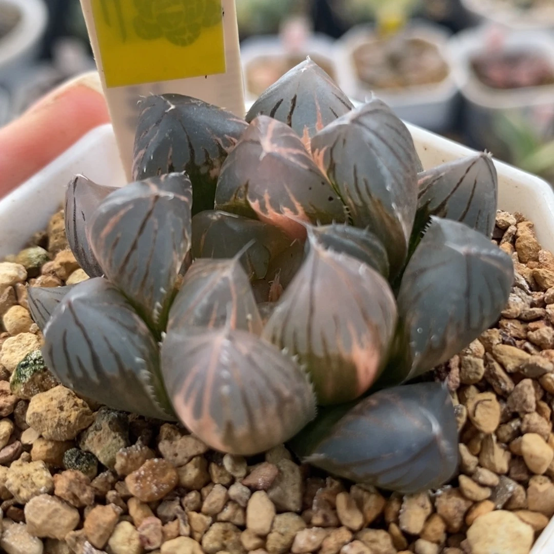 392龙爪玉露锦，，，，