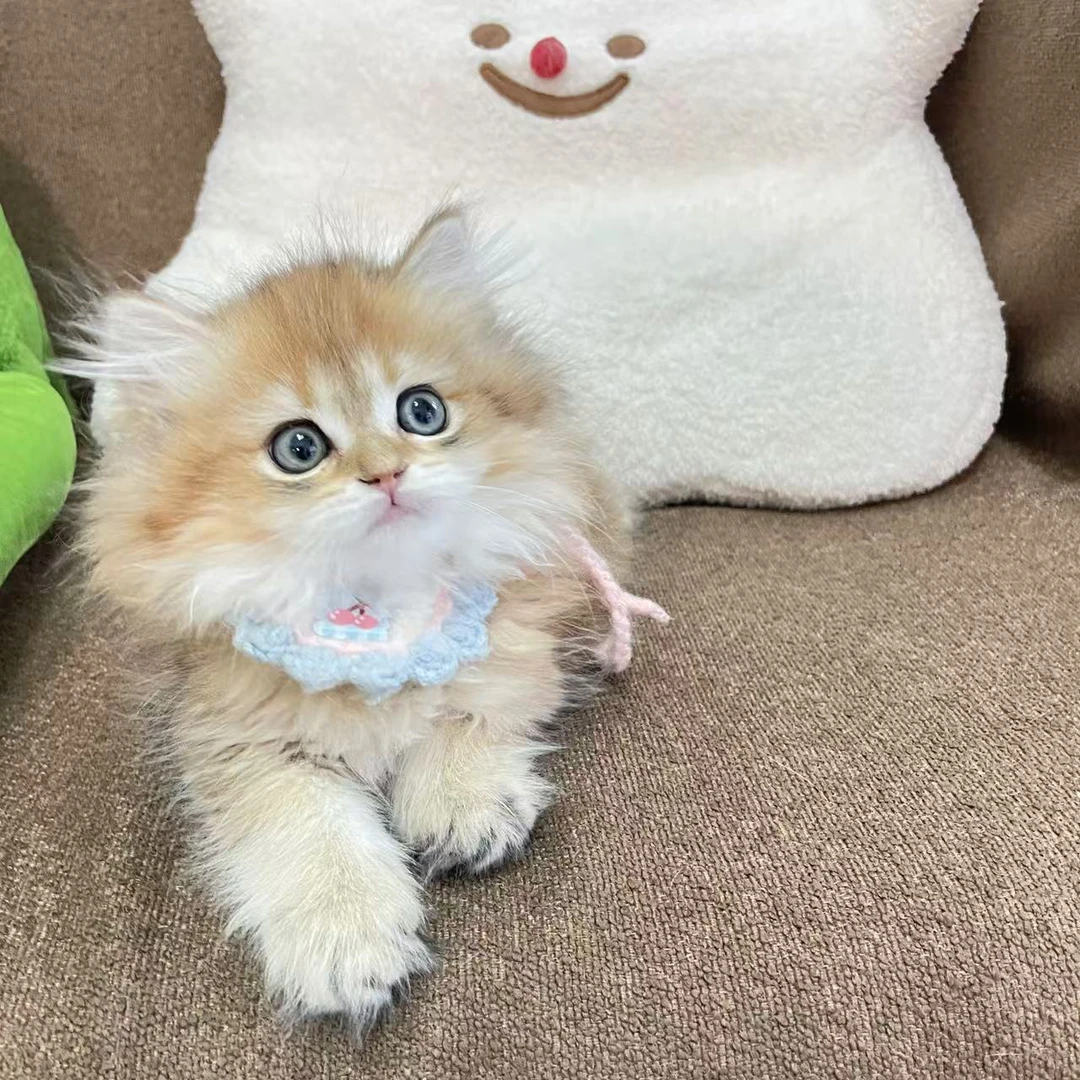 （繁星家）宠物活体猫猫