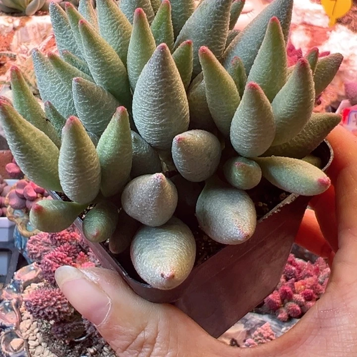 丁****ᰔ可以说是我的最爱啦