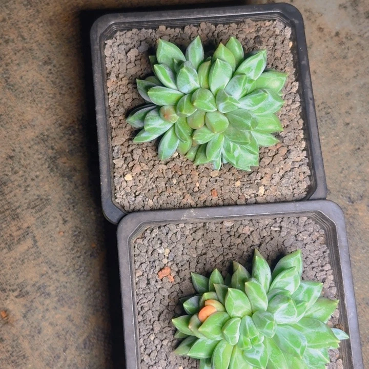 重楼福利1111111111