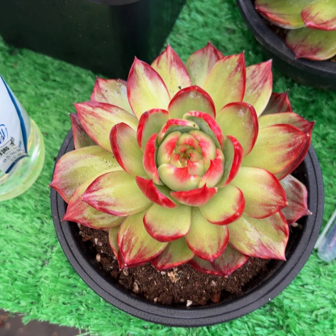 流***林哈哈哈哈哈哈哈哈哈哈哈哈哈