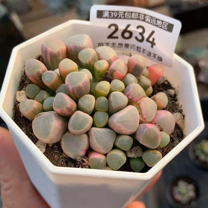 五十乒乓福妮多肉植物