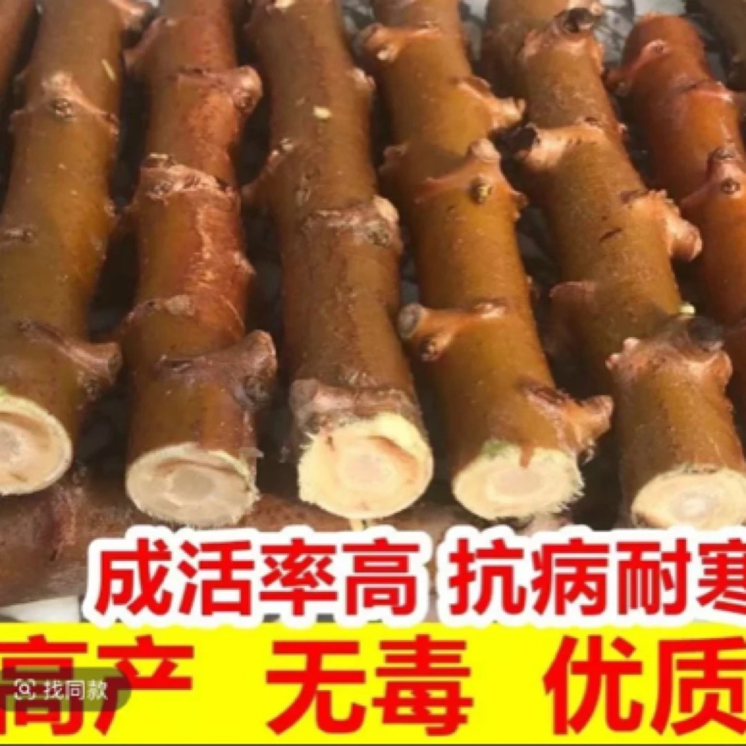 正宗黄心木薯种节