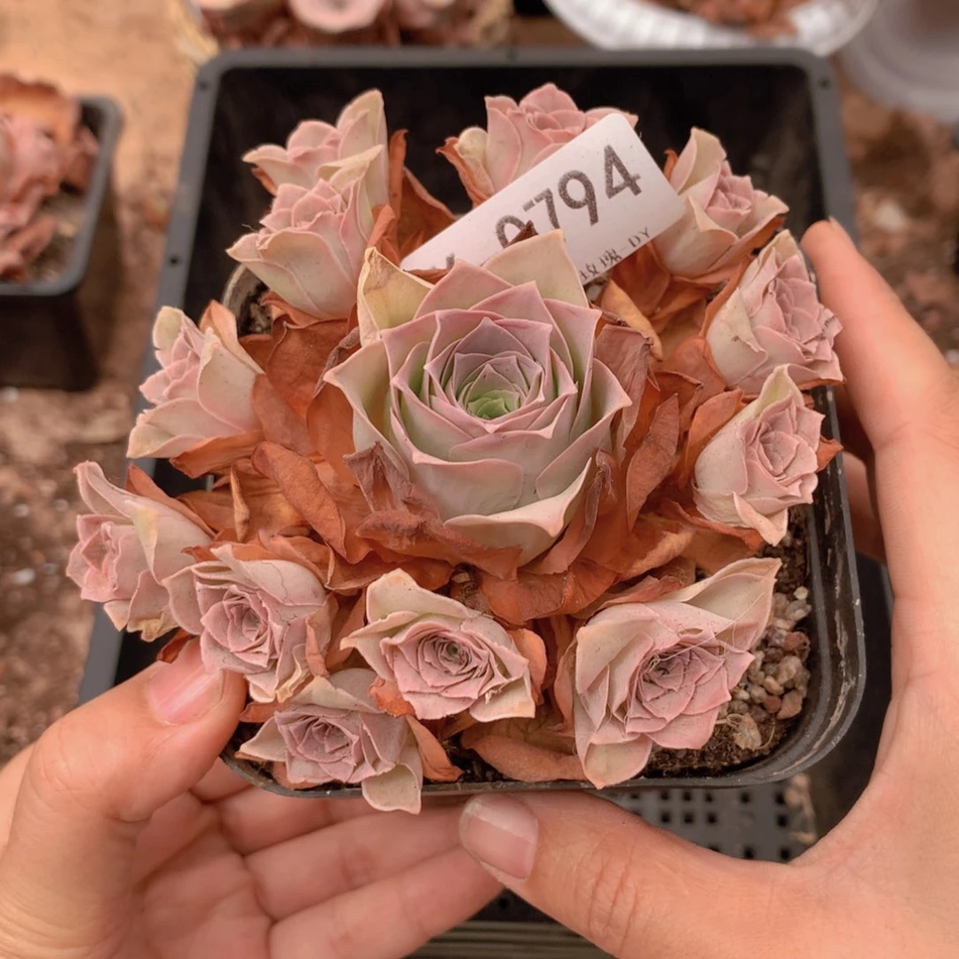 0794回下侧芽粉玫瑰