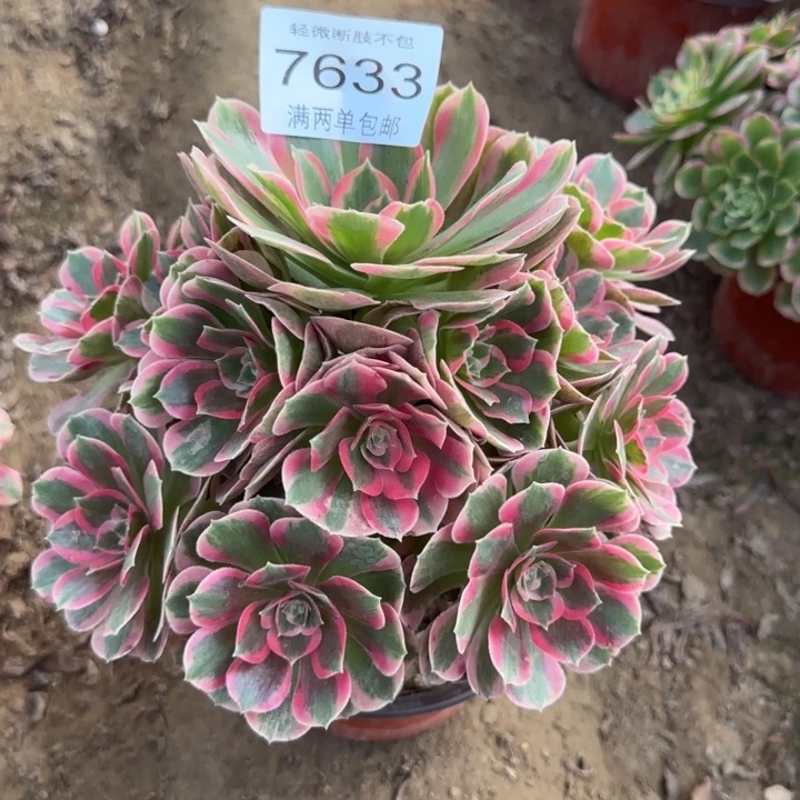 7633女郎多肉植物