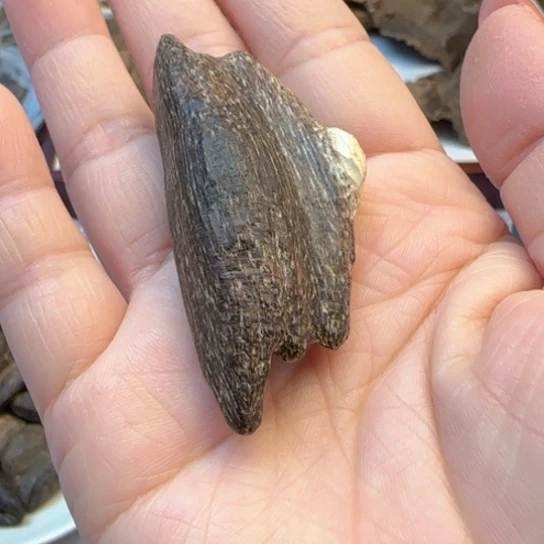 沉香摆件海南野生瓜子3.3克