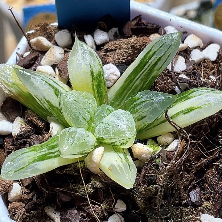 656爱心寿锦一物一拍