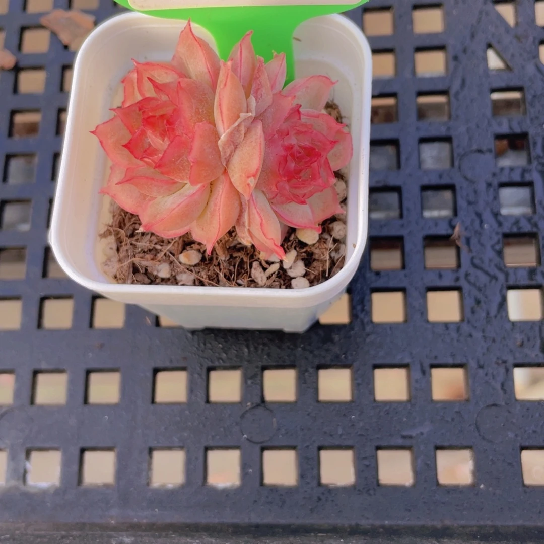 1136号 全状态糖心虾饺