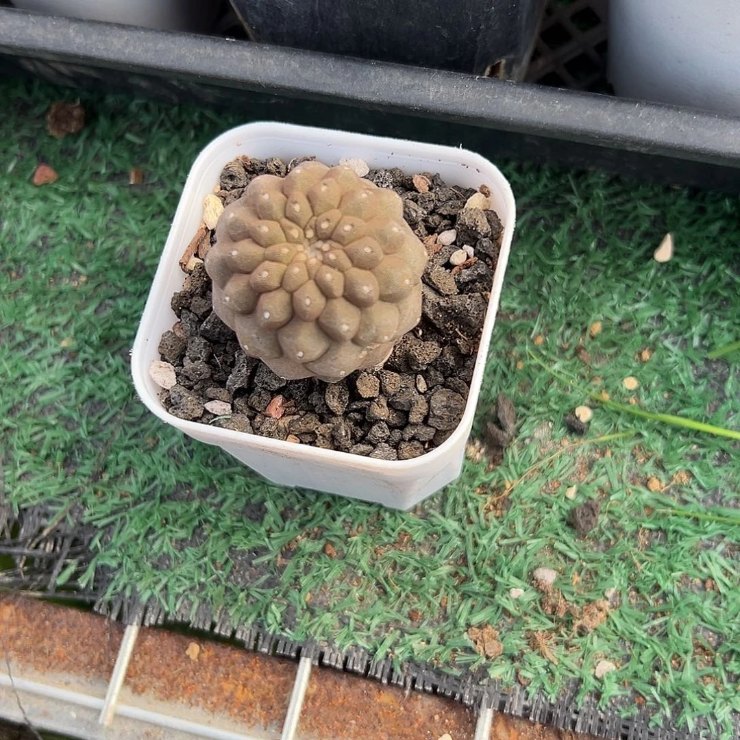 蜥蜴皮，一物一拍带盆，自根