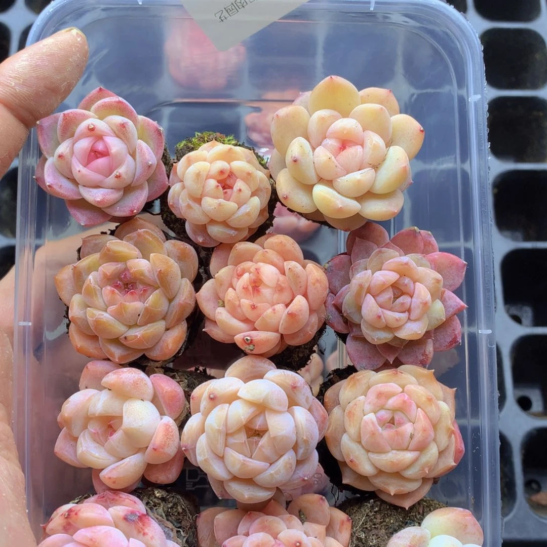 反反复复还是很开心058