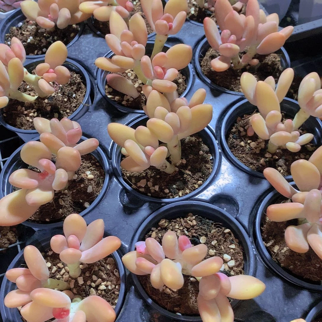 芒果奶捡漏245678899900