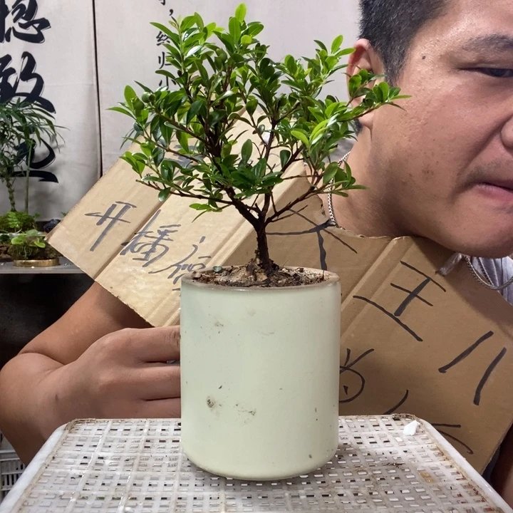 无花朵退款拉黑拉黑7