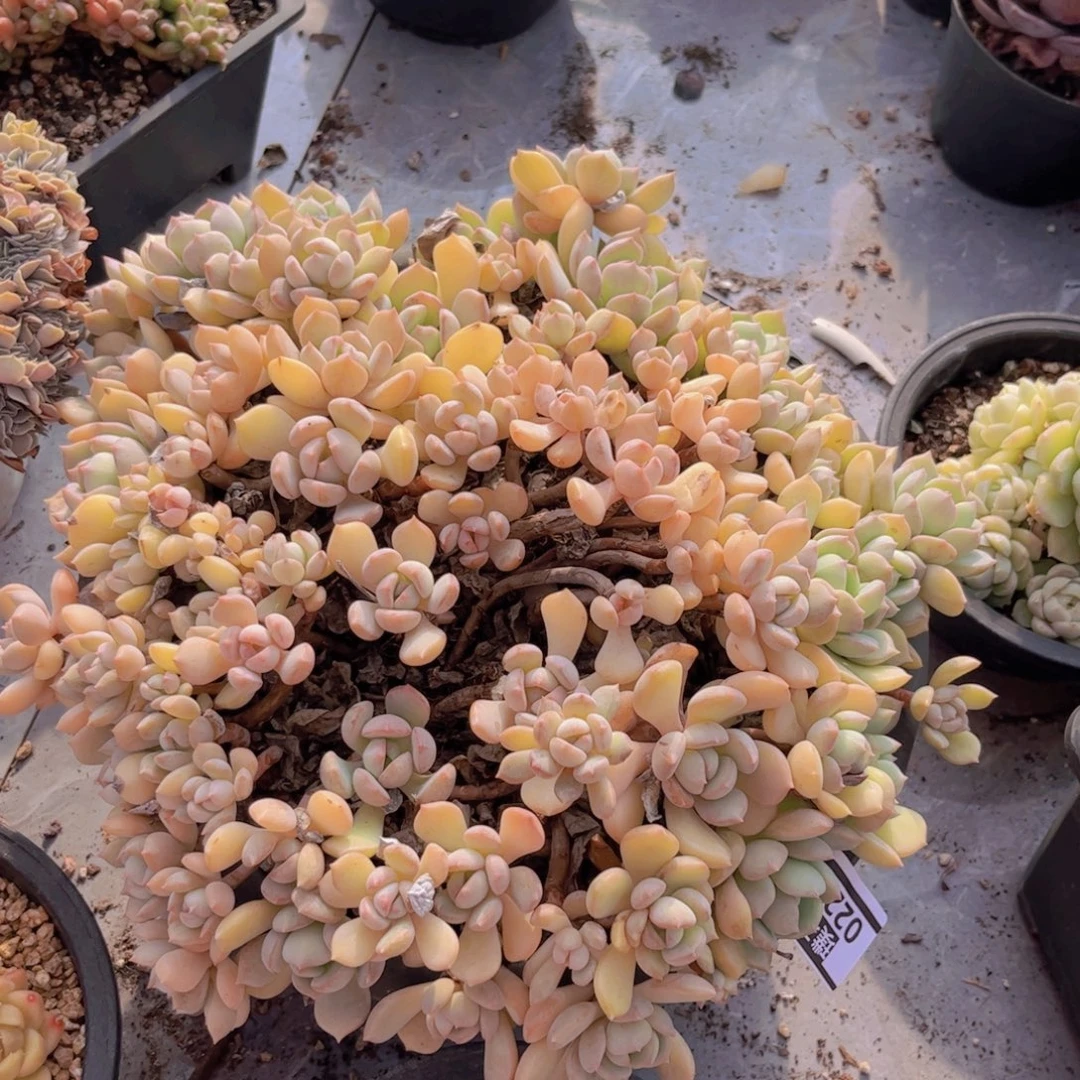 蜜桃格林0225多肉植物