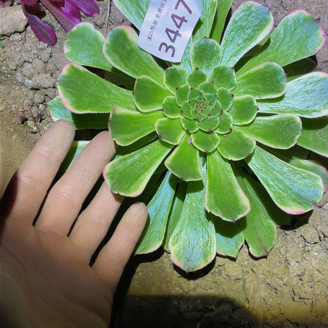 3447玉兔多肉植物