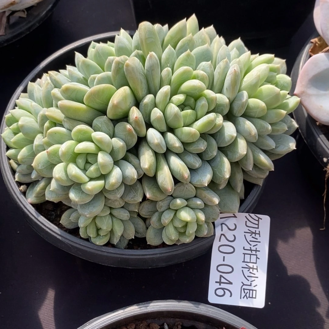 两单包邮1220-46百搭翡翠