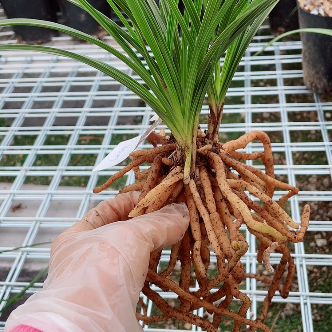 祥***云完全开放兰花兰花