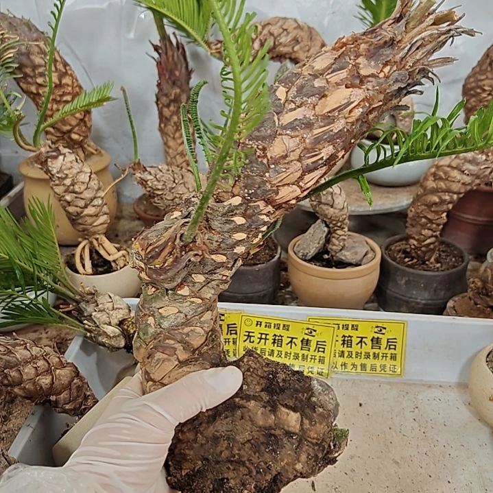 陈***斌无花朵白鳞铁盆景基地价