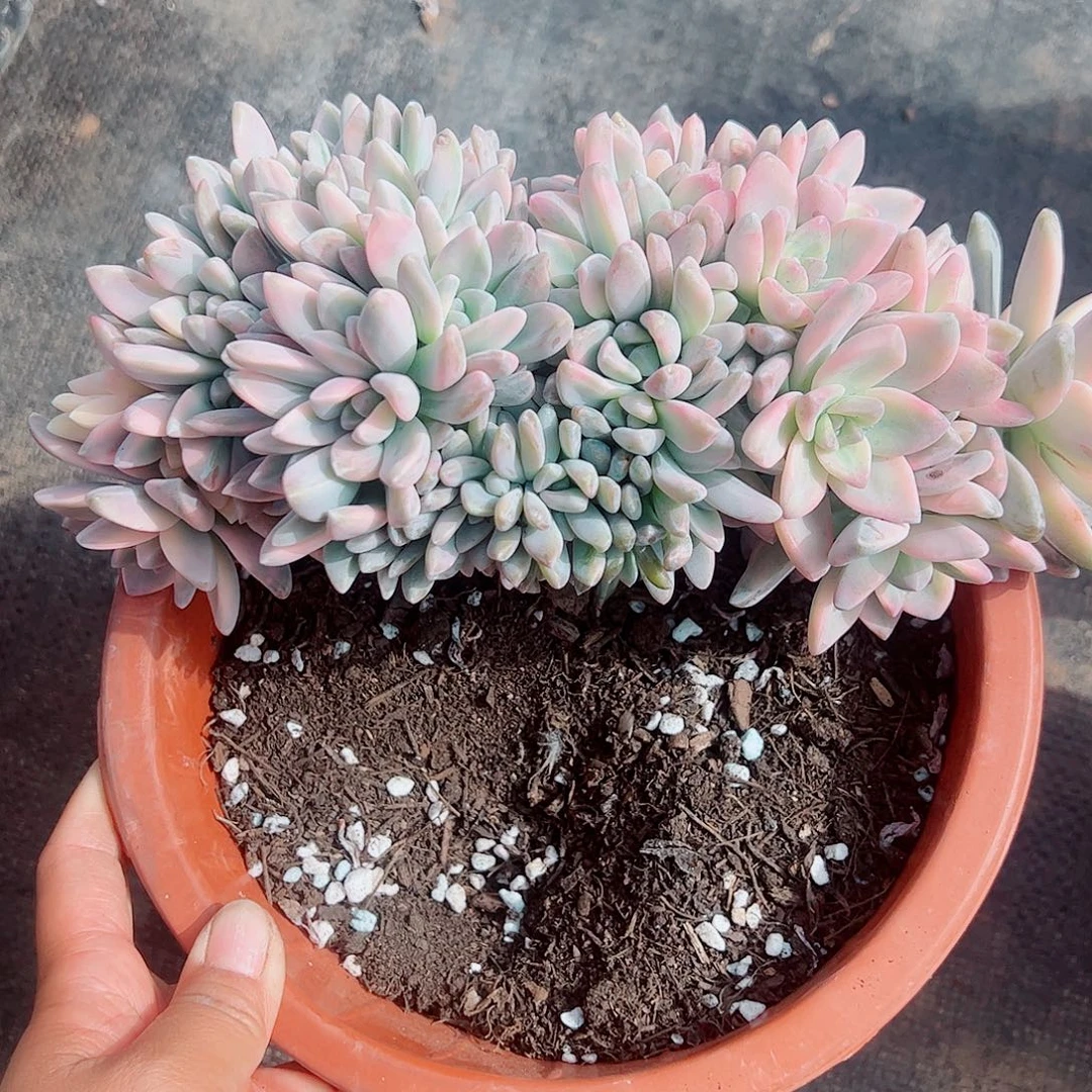 D***g淡雪锦缀，一物一拍