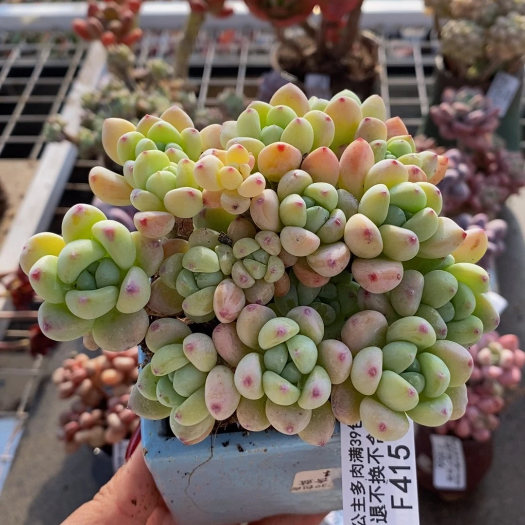 樱花罗琦415/10cm有砍特